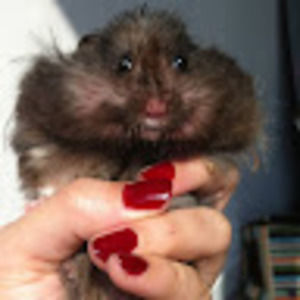 Meet your Posher, Abigail